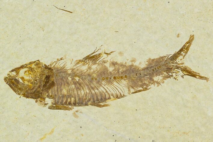 Detailed Fossil Fish (Knightia) - Wyoming #120442